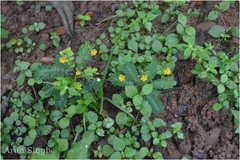 Biophytum sensitivum